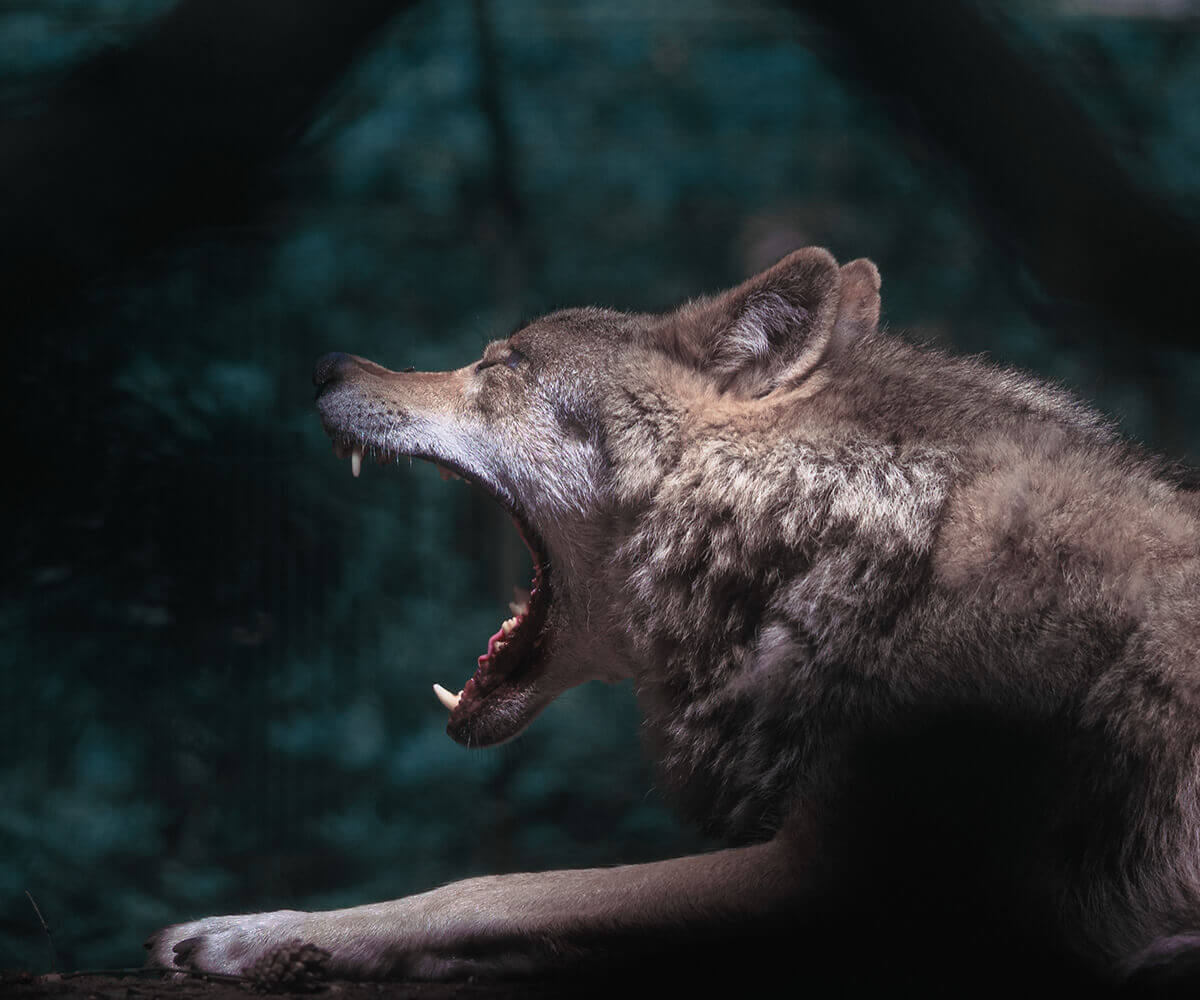 Embrace the Spirit of the Wild, Encounter the Untamed Beauty of a Roaming Wolf