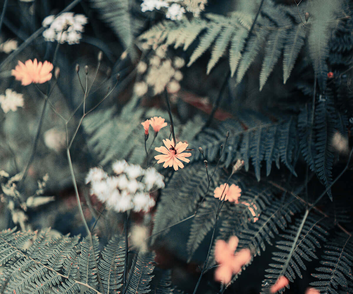 Can You Identify These Rare Plants? Test Your Botanical Knowledge and Impress!